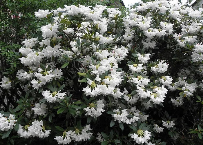 Feriehus Dom Dawniej